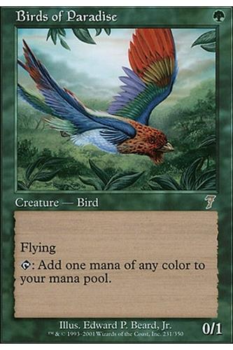 Birds of Paradise