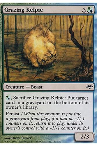 Grazing Kelpie