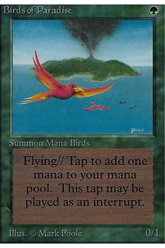 Birds of Paradise