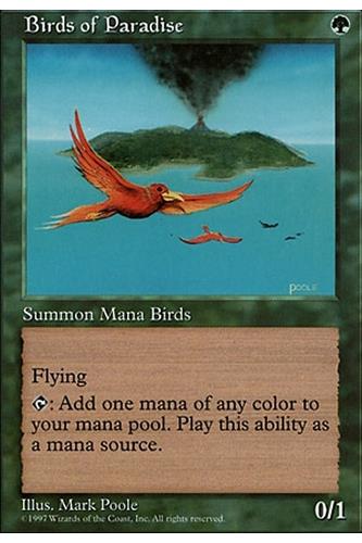 Birds of Paradise