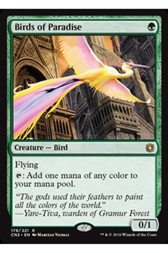 Birds of Paradise