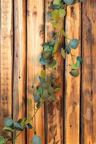Eucalyptus Guirlande