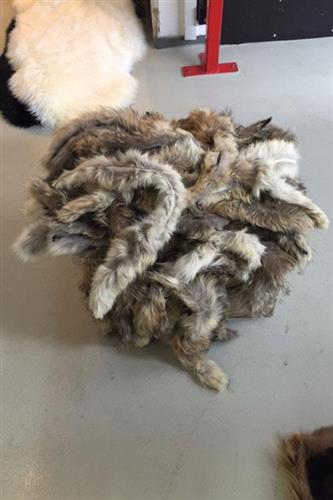 Kantbånd f coyoteskind x 4 (45 cm)
