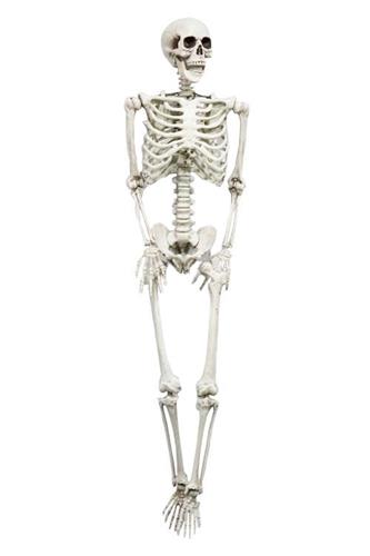 Skelet full size - modulerbart