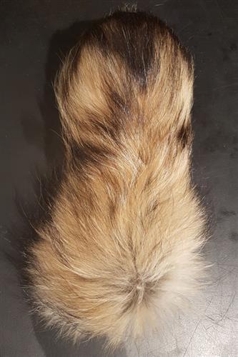 Finnraccoonhale