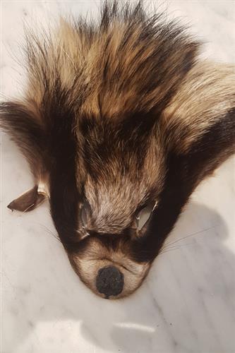 Finnraccoonhoved