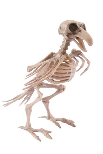 Skelet Fugl