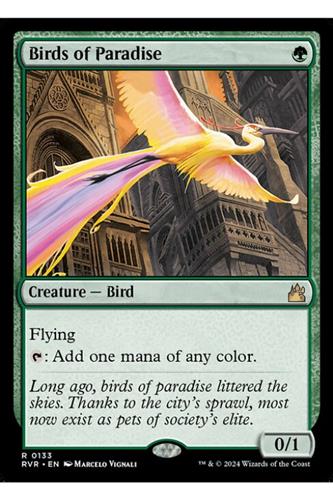 Birds of Paradise