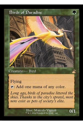 Birds of Paradise