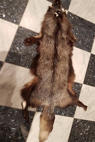 Sølvræv